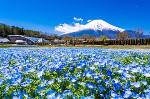 富士山のふもと・山中湖でやりたい8つのこと