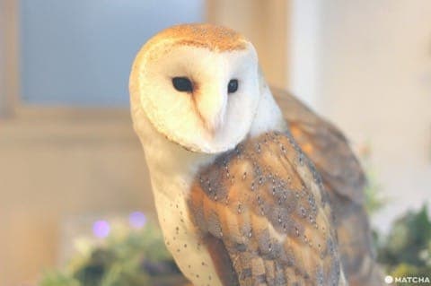 原宿で猛禽類と触れあえる「フクロウのお庭」