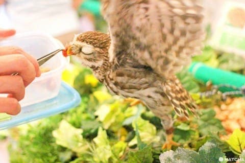 原宿で猛禽類と触れあえる「フクロウのお庭」