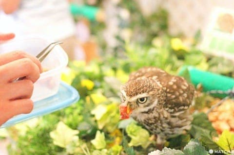 原宿で猛禽類と触れあえる「フクロウのお庭」