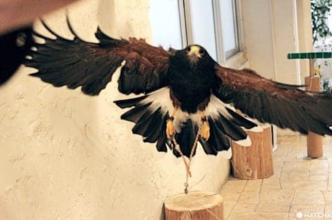 原宿で猛禽類と触れあえる「フクロウのお庭」