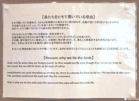 原宿で猛禽類と触れあえる「フクロウのお庭」