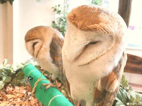 原宿で猛禽類と触れあえる「フクロウのお庭」