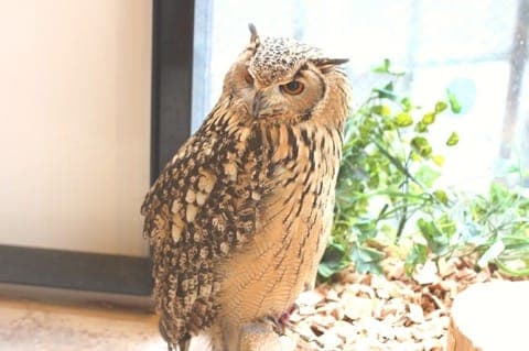 原宿で猛禽類と触れあえる「フクロウのお庭」