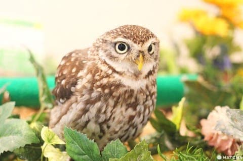 原宿で猛禽類と触れあえる「フクロウのお庭」