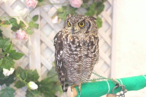 原宿で猛禽類と触れあえる「フクロウのお庭」