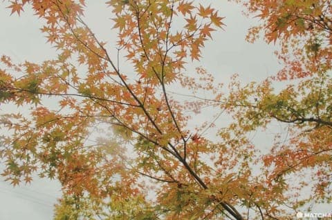京都赏枫
