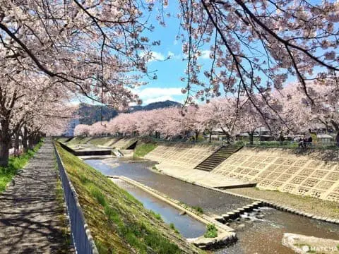 海之京都 紅葉 千本櫻 水上風情 京都舞鶴絕美景點制霸攻略 Matcha 日本線上旅遊觀光雜誌