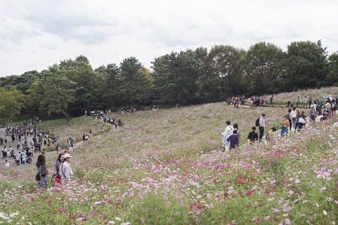 Japan's Seasons In Photos: October - Harvest And Cosmos Flowers