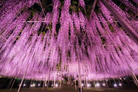 足利花卉公园