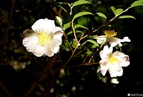 kodaiji temple