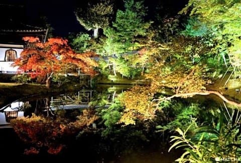 Kodaiji Temple Fall 2019 - See Kyoto's Dazzling Autumn Scenes At Night!