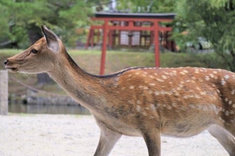 nara