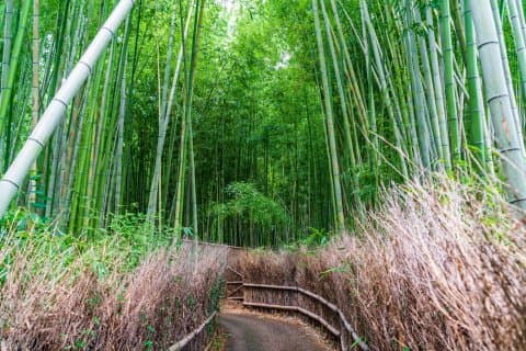 arashiyama bamboo forest