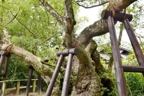 伊勢神宮 清盛楠