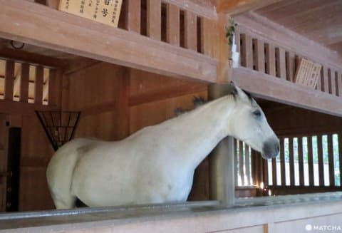 伊勢神宮 馬