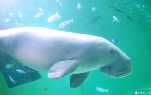 鳥羽水族館