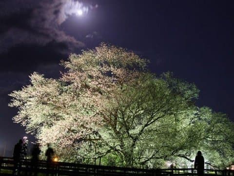 連日本人也不知道!?熊本縣的10大之美