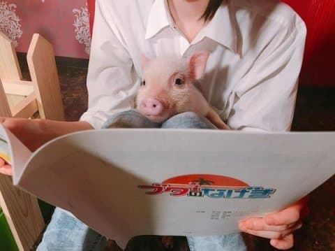 日本超人气「小猪Cafe」原宿开新分店!只需要1000日圆就可以跟小猪玩 超治愈~