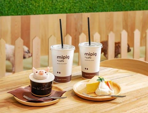 日本超人气「小猪Cafe」原宿开新分店!只需要1000日圆就可以跟小猪玩 超治愈~