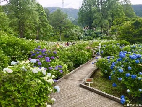 海之京都 紅葉 千本櫻 水上風情 京都舞鶴絕美景點制霸攻略 Matcha 日本線上旅遊觀光雜誌