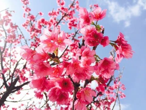 okinawa sakura