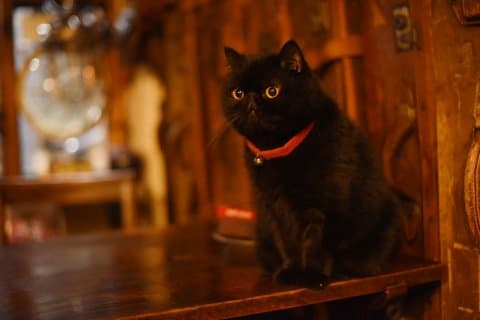 ANTIQUES CAFE店貓