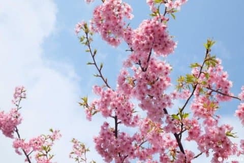 Visiting Tokyo In February-March? Enjoy Early Cherry Blossom Viewing!