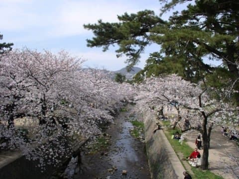 shukugawa sakura