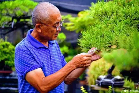 kiryuzuna bonsai Kiryu Zuna Ideal Substrate For Bonsai And Succulents  Urban Gardening Mom