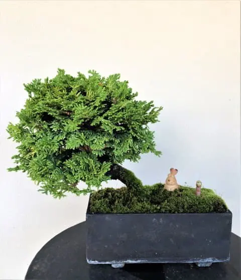 Learn From Takamatsu Artisans! 5 Ways To Enjoy Bonsai - Japan Travel Guide  MATCHA