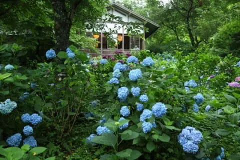 京都 大原三千院春夏賞花好去處 Matcha 日本線上旅遊觀光雜誌