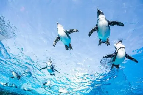 太陽城水族館
