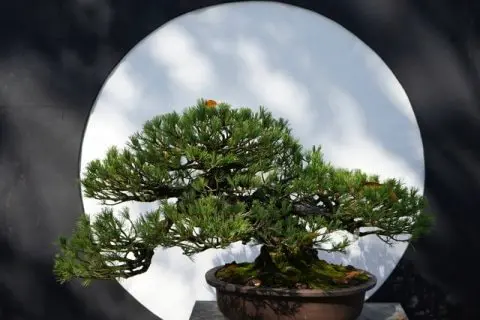 複雑だけどシンプルな生きもの。緑の芸術「盆栽」の魅力とは - 日本の