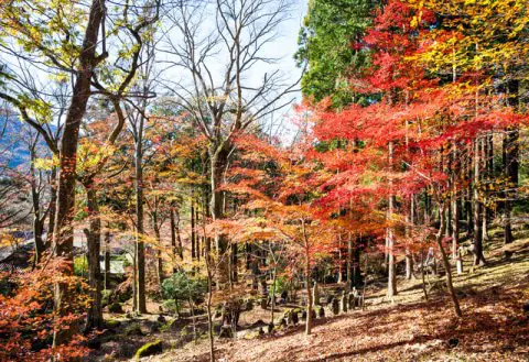 箱根の秋の2大スポット「長安寺」と「仙石高原」 - 日本の観光