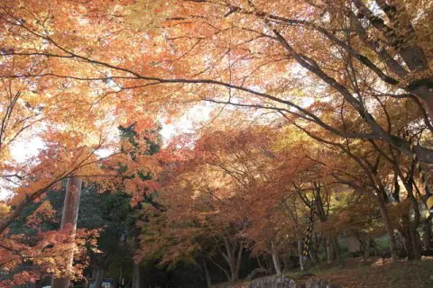 ナツズイセン　パステル画　箱根長安寺 caption.jpg?w=1200&h=-1&s=1