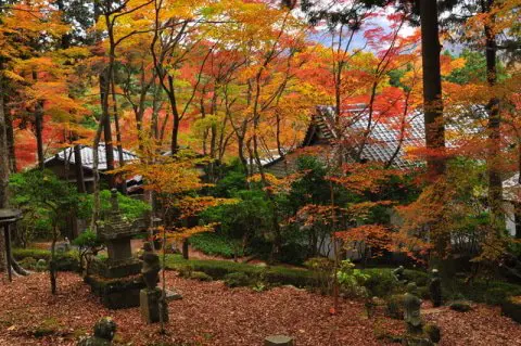 ナツズイセン　パステル画　箱根長安寺 箱根の五百羅漢と夕涼み🌱長安寺】 箱根仙石原にあって650年以上