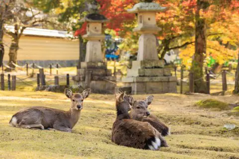 nara