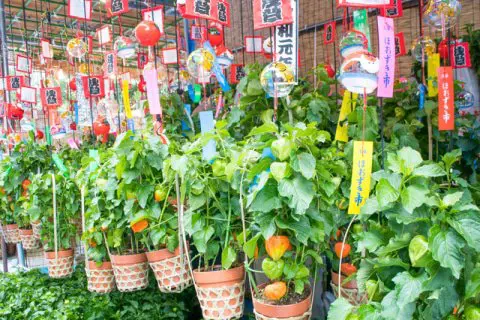 夏 盛夏的最美的回忆 浅草寺酸浆果市场 Matcha 日本旅游网络杂志
