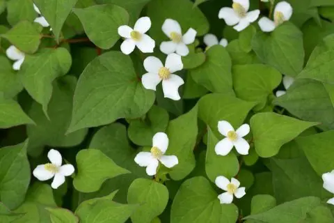 役立つ雑草 日本のハーブを使った どくだみ茶 はいかが Matcha 訪日外国人観光客向けwebマガジン