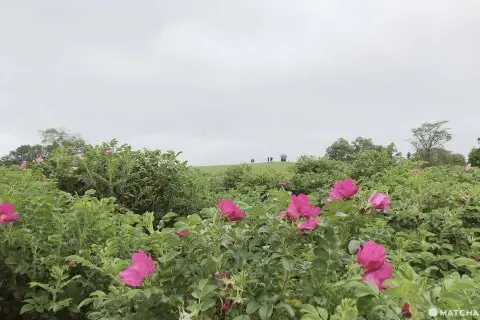 北海道帶廣 到藝術庭園 六花之森 來趟初夏下午茶散步 Matcha 日本線上旅遊觀光雜誌