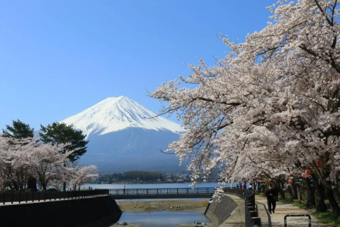 河口湖の富士と満開の桜 富士河口湖町の桜開花・満開 名所の天気情報 2025 - 日本気象