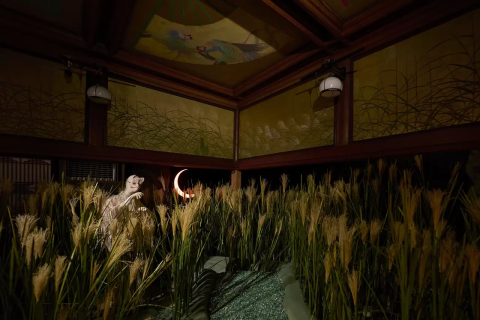 The Beauty of Lights and Shadows: Wa no Akari x Hyakudan