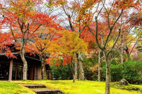Art and Autumn Colors in Hakone: Top 10 Fall Foliage Spots