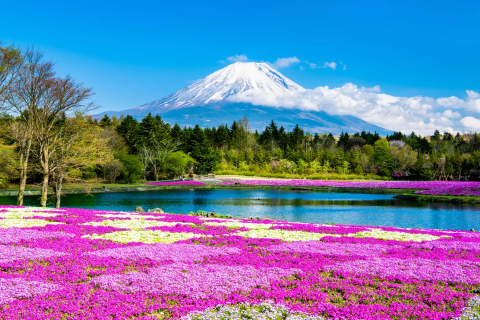 u*o様 A-16 バス方向幕（新宿・東京・河口湖など） 東京⇔河口湖を高速