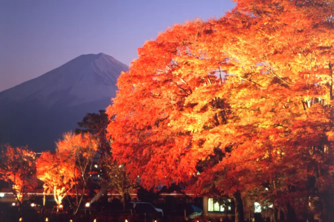 「河口湖の紅葉」 富士河口湖紅葉まつり2025を徹底解説｜見どころ、アクセス、周辺