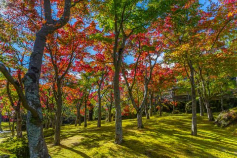 掛軸 広田超遊 渓谷之秋 木箱 紅葉 風景画 山水 掛軸 広田超遊 渓谷之秋 木箱 紅葉 風景画 山水 書