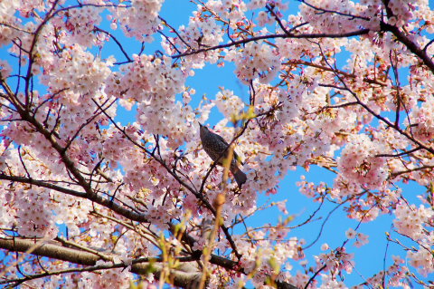 オルゴール お花見　桜 オルゴール お花見 桜