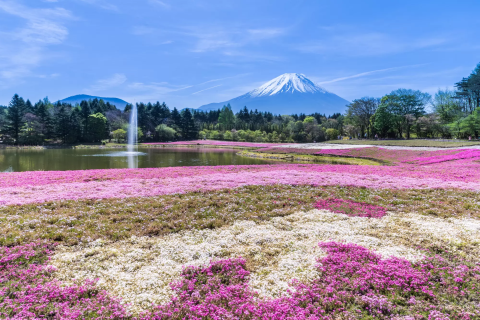 芝桜 ピンク 確認よう コウさん 2024最新】ピンク色の芝生!?「富士芝
