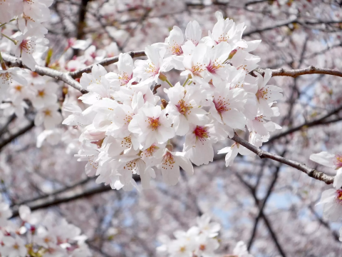 さやま桜様 （彩いろまち研究所 | . 川越からの地域限定旅行業で